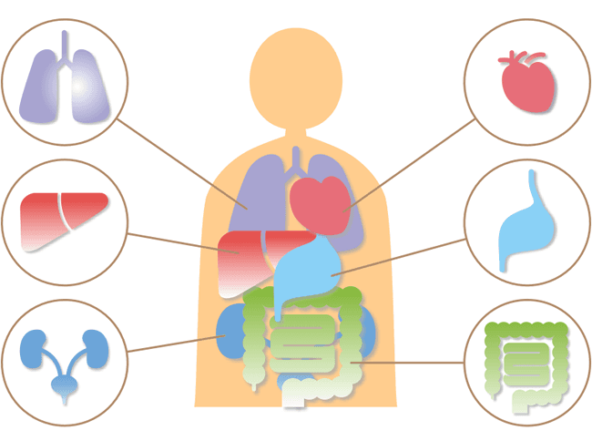 内臓のバランス